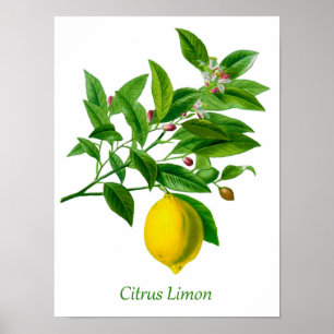 illustratie van botanische lemon poster