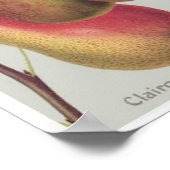  illustratie van botanische peren poster (Hoek)