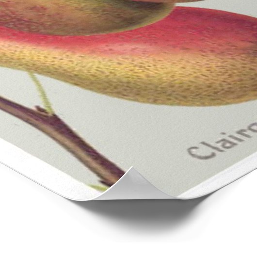 illustratie van botanische peren poster (Hoek)