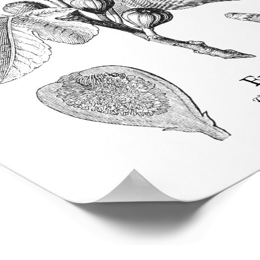  illustratie van botanische tekening poster (Hoek)