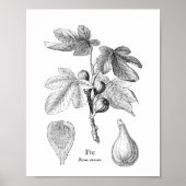  illustratie van botanische tekening poster (Voorkant)