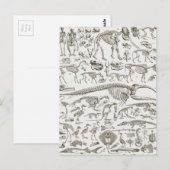  illustratie van Botten van mens en dier Briefkaart (Voorkant / Achterkant)