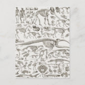  illustratie van Botten van mens en dier Briefkaart (Voorkant)