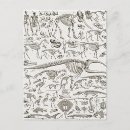  illustratie van Botten van mens en dier Briefkaart