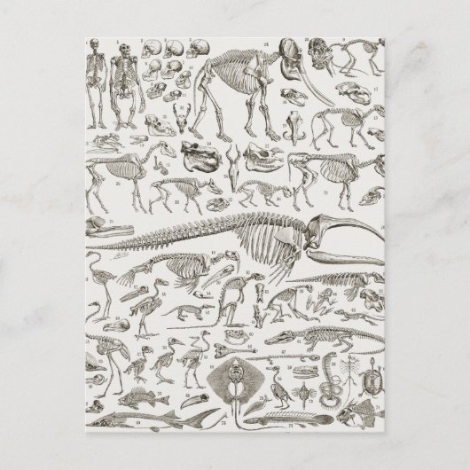  illustratie van Botten van mens en dier Briefkaart (Voorkant)