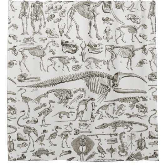  illustratie van Botten van mens en dier Douchegordijn (Voorkant)