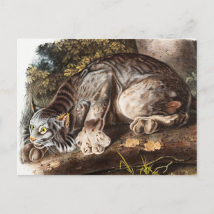 Illustratie van Canada Lynx (Lynx Canadensis) Briefkaart