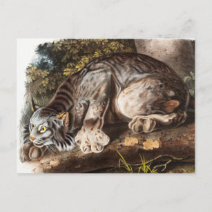 Illustratie van Canada Lynx (Lynx Canadensis) Briefkaart