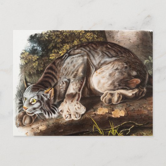 Illustratie van Canada Lynx (Lynx Canadensis) Briefkaart (Voorkant)