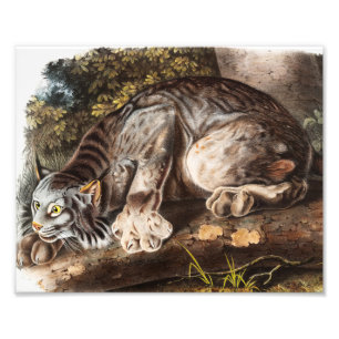 Illustratie van Canada Lynx (Lynx Canadensis) Foto Afdruk