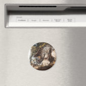 Illustratie van Canada Lynx (Lynx Canadensis) Magneet (Insitu (Vaatwasser))