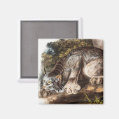Illustratie van Canada Lynx (Lynx Canadensis) Magneet (Voorkant / Achterkant)