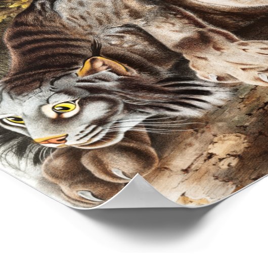 Illustratie van Canada Lynx (Lynx Canadensis) Poster (Hoek)