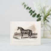 illustratie van de 1800s Cart Stallion Horse Briefkaart (Staand voorkant)