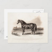 illustratie van de 1800s Cart Stallion Horse Briefkaart (Voorkant / Achterkant)