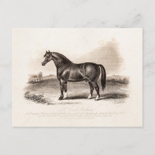  illustratie van de 1800s Cart Stallion Horse Briefkaart