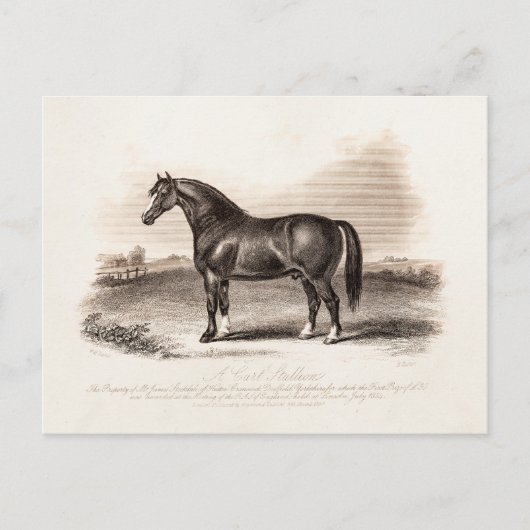 illustratie van de 1800s Cart Stallion Horse Briefkaart (Voorkant)