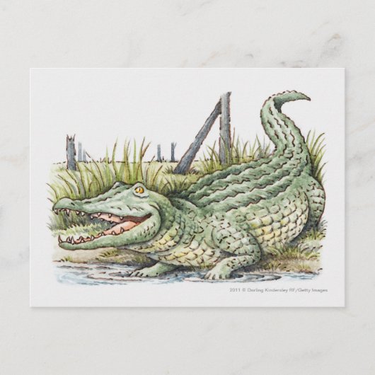 Illustratie van de alligator aan de wal briefkaart (Voorkant)
