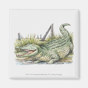 Illustratie van de alligator aan de wal magneet