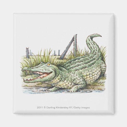 Illustratie van de alligator aan de wal magneet (Voorkant)