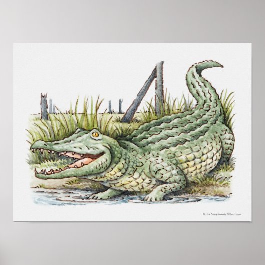 Illustratie van de alligator aan de wal poster (Voorkant)