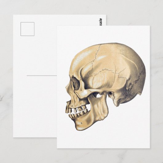 illustratie van de anatomie van de schedel briefkaart (Voorkant / Achterkant)