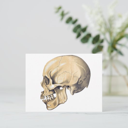  illustratie van de anatomie van de schedel briefkaart (Staand voorkant)