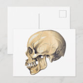  illustratie van de anatomie van de schedel briefkaart (Voorkant / Achterkant)