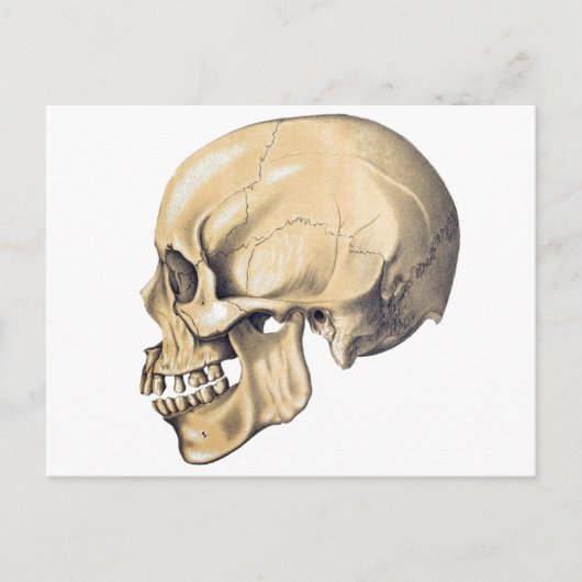  illustratie van de anatomie van de schedel briefkaart (Voorkant)