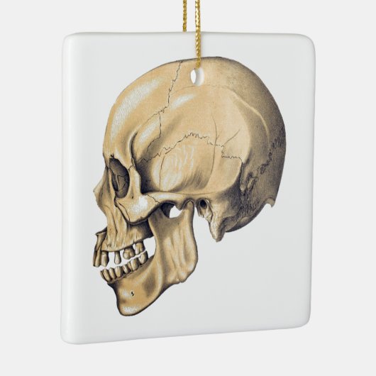  illustratie van de anatomie van de schedel keramisch ornament (Rechts)