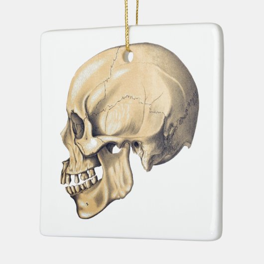  illustratie van de anatomie van de schedel keramisch ornament (Links)