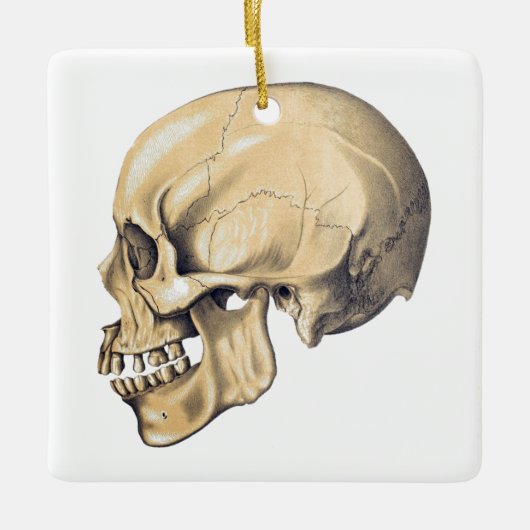 illustratie van de anatomie van de schedel keramisch ornament (Voorkant)