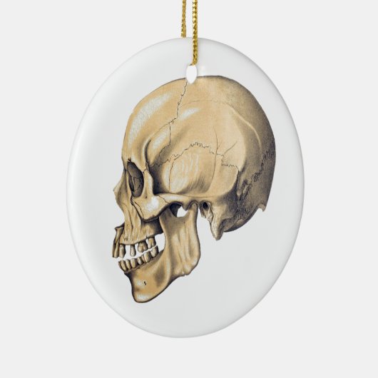  illustratie van de anatomie van de schedel keramisch ornament (Rechts)