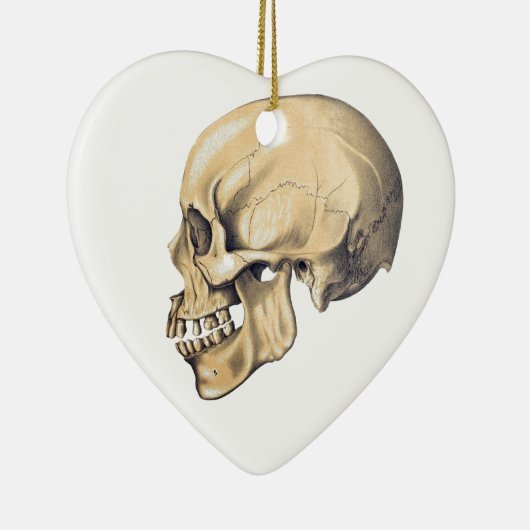  illustratie van de anatomie van de schedel keramisch ornament (Rechts)