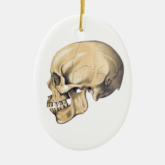 illustratie van de anatomie van de schedel keramisch ornament (Voorkant)