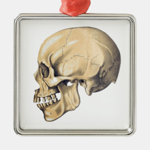  illustratie van de anatomie van de schedel metalen ornament