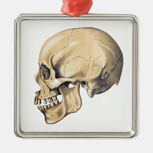 illustratie van de anatomie van de schedel metalen ornament (Voorkant)
