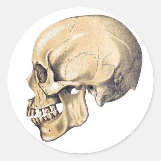  illustratie van de anatomie van de schedel ronde sticker (Voorkant)