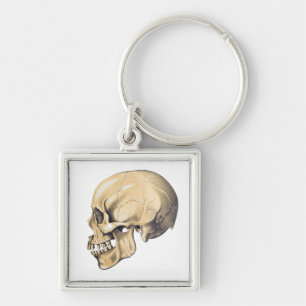  illustratie van de anatomie van de schedel sleutelhanger