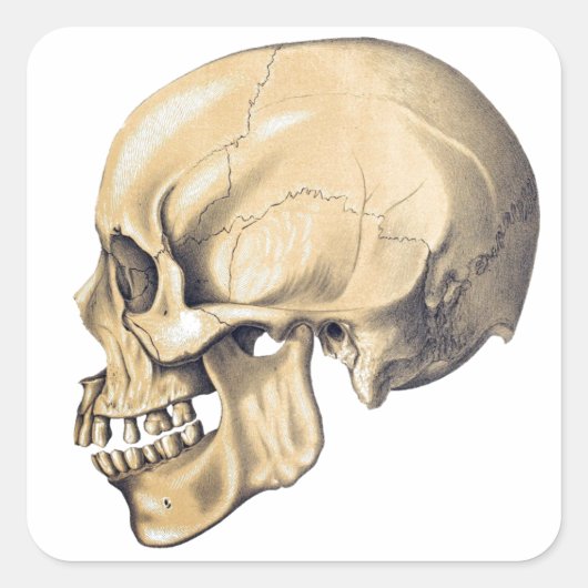 illustratie van de anatomie van de schedel vierkante sticker (Voorkant)