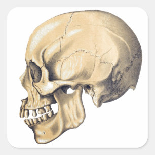  illustratie van de anatomie van de schedel vierkante sticker