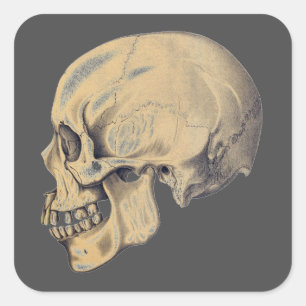 illustratie van de anatomie van de schedel vierkante sticker