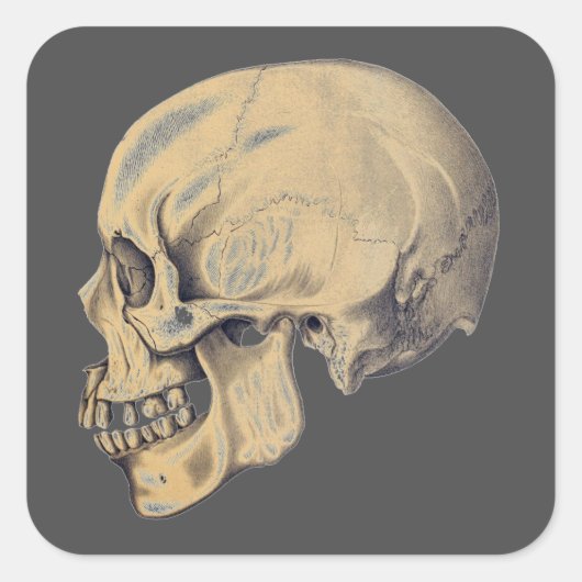  illustratie van de anatomie van de schedel vierkante sticker (Voorkant)