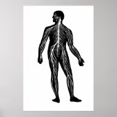 Illustratie van de anatomie van het menselijk zenu poster (Voorkant)