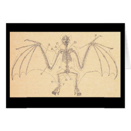  illustratie van de anatomische vlek op het skelet