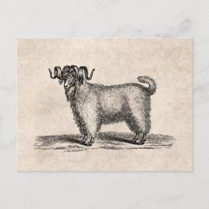 Illustratie van de angoragegeit - 1800 geiten briefkaart