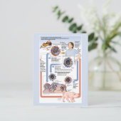 Illustratie van de antigene verschuiving (influenz briefkaart (Staand voorkant)