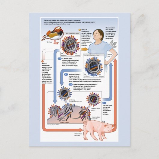 Illustratie van de antigene verschuiving (influenz briefkaart (Voorkant)