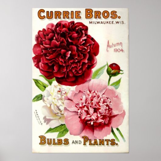 Illustratie van de  bloem Peony 1904 Poster (Voorkant)