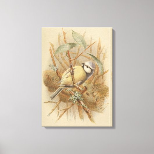  illustratie van de Bluetit Canvas Afdruk (Voorkant)